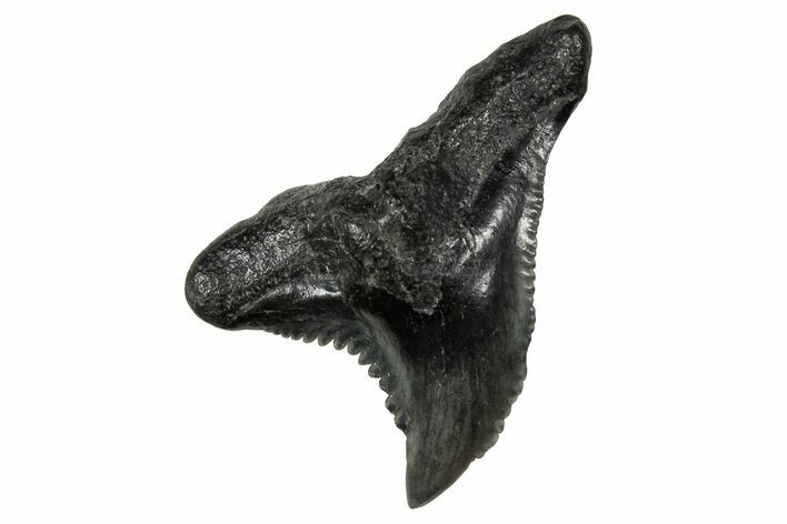 Snaggletooth Shark (Hemipristis) Tooth - South Carolina #359091